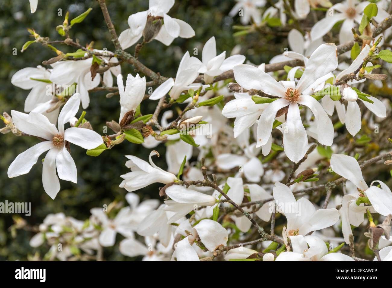 Weiße sternartige Blumen der Loebner Magnolia, das hybride Ergebnis einer Kreuzung zwischen Magnolia kobus und Magnolia stellata, im Frühjahr, Großbritannien Stockfoto