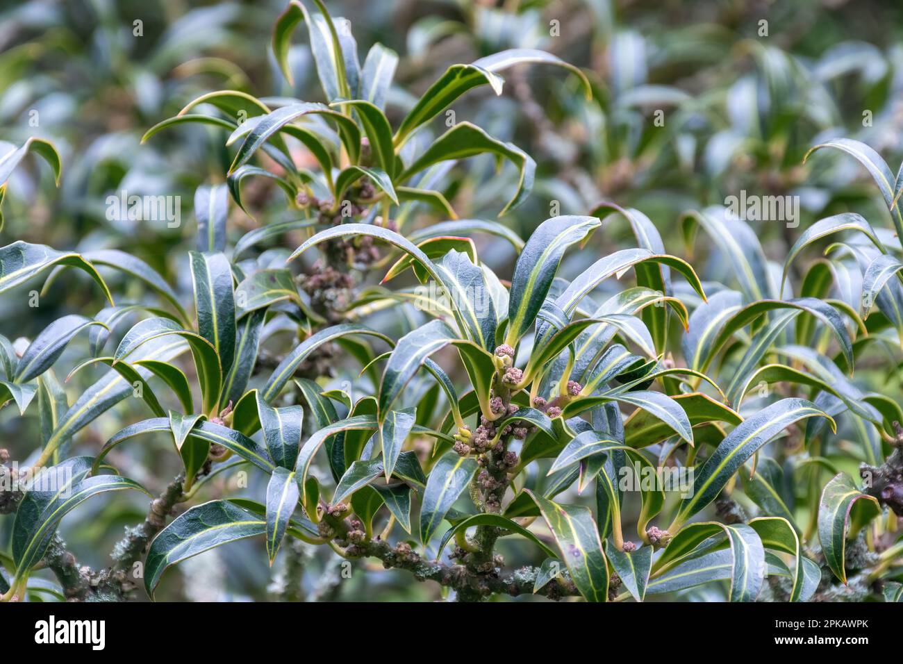 Ileex aquifolium „lichtenthalii, Stechpalme oder Buschsorte mit schlanken, gedrehten Blättern und einer auffälligen, blassgrünen Midrib Stockfoto