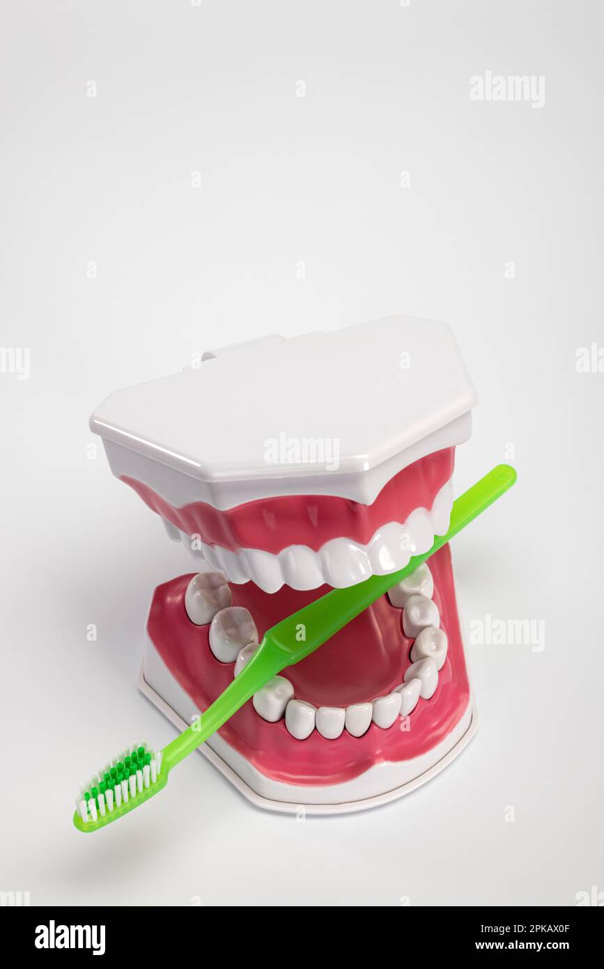 Zahnpflegemodell, mit grüner Handzahnbürste, Symbolbild, Zahnputzzähnen, Zahnpflege, weißer Hintergrund, Stockfoto