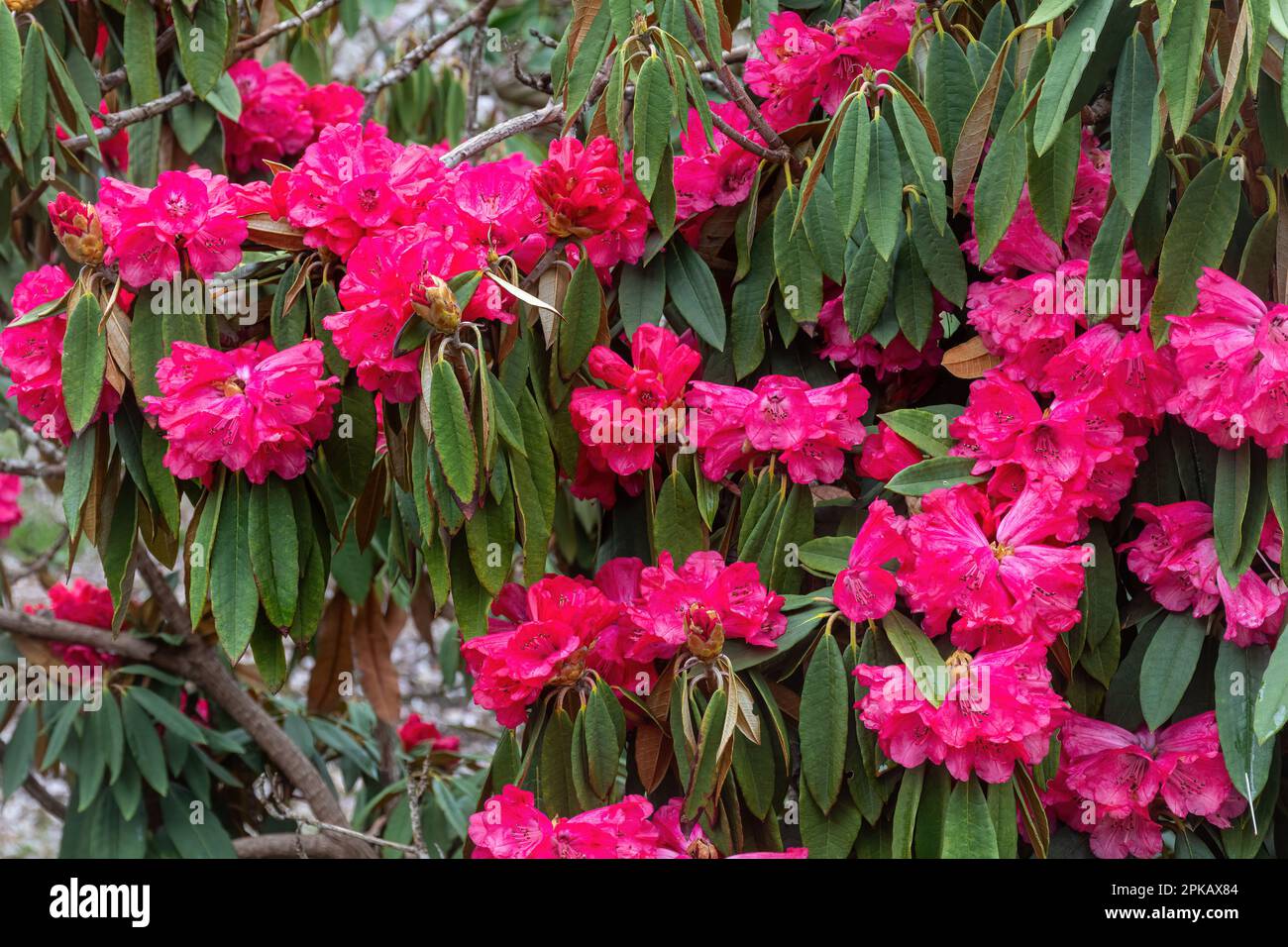 Tiefrosa rote Blüten oder Blüten von Rhododendron arboreum subsp. Arboreum, die Baumrhododendron Stockfoto