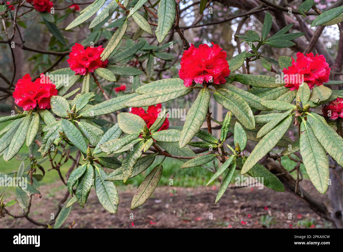 Rote Blüten von Rhododendron barbarum Tree (Unterabschnitt barbata) im Frühjahr oder April, Vereinigtes Königreich Stockfoto
