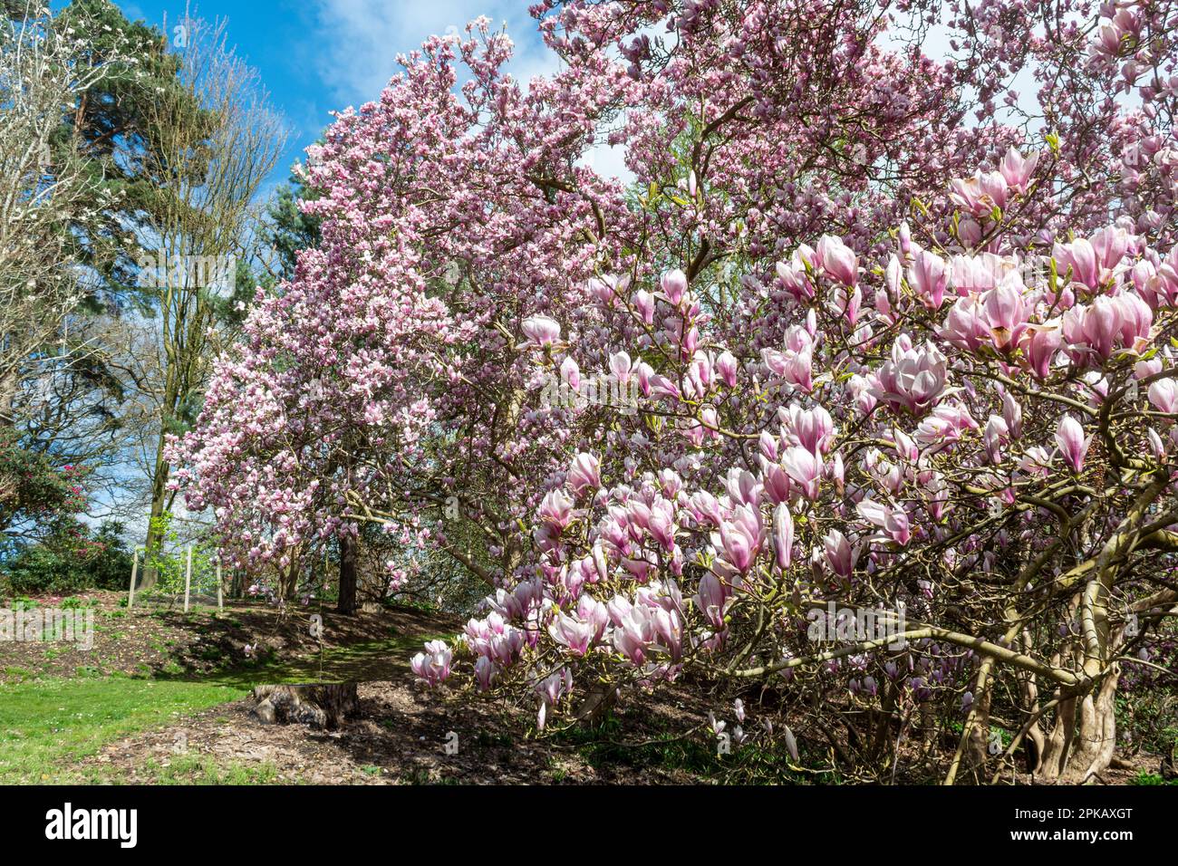 Rosafarbene und weiße Blüten des kleinen Baumes Magnolia x soulangeana „Amabilis“ (denudata x liliiflora), der Untertassen-Magnolie, im Frühling in den Valley Gardens Stockfoto