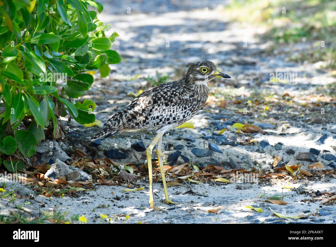 Fleckendickknie (Burhinus capensis) Hermanus, Südafrika. Stockfoto