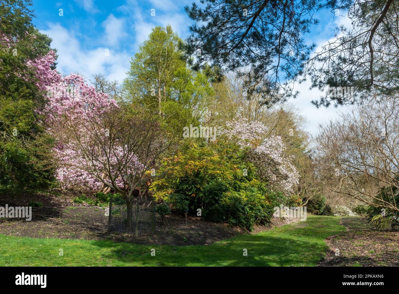 Blick auf die Valley Gardens im Frühling oder April mit blühenden Magnolienbäumen im Windsor Great Park, Surrey, England, Großbritannien Stockfoto