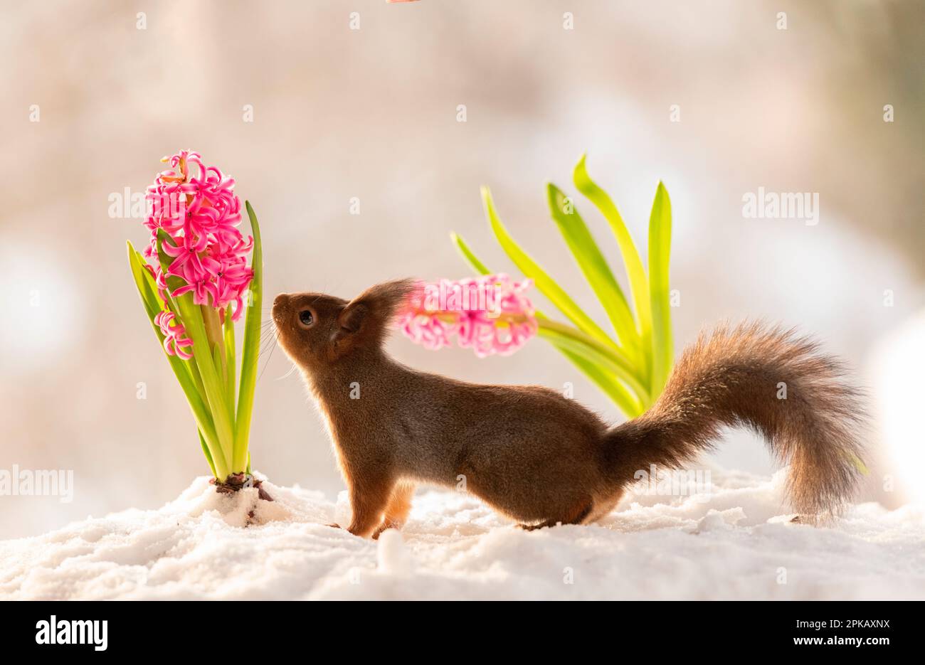 Rotes Eichhörnchen steht mit Hyazinthen im Schnee Stockfoto