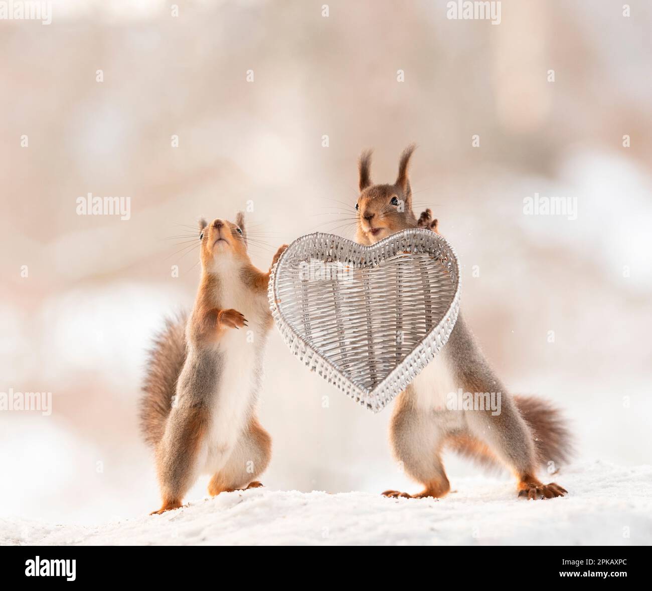 Rote Eichhörnchen halten ein Herz Stockfoto