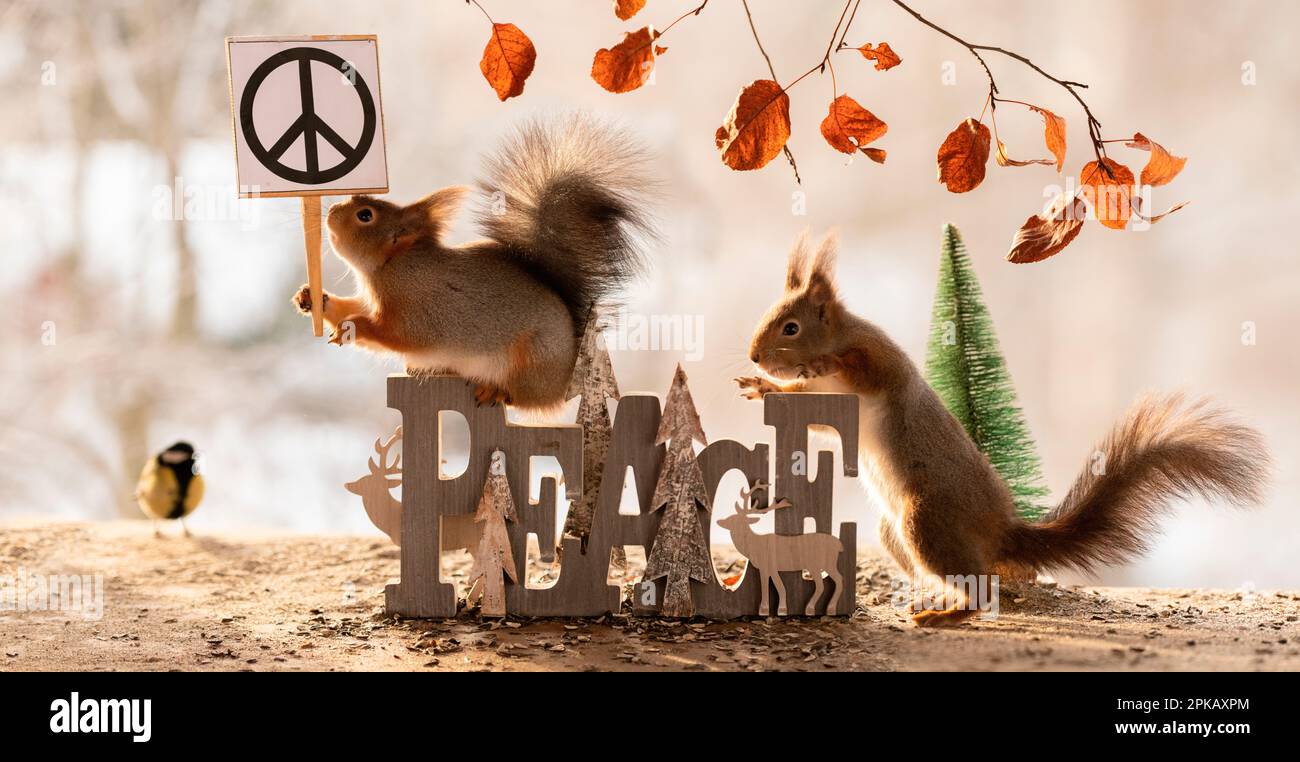 Rote Eichhörnchen mit dem Wort Frieden Stockfoto