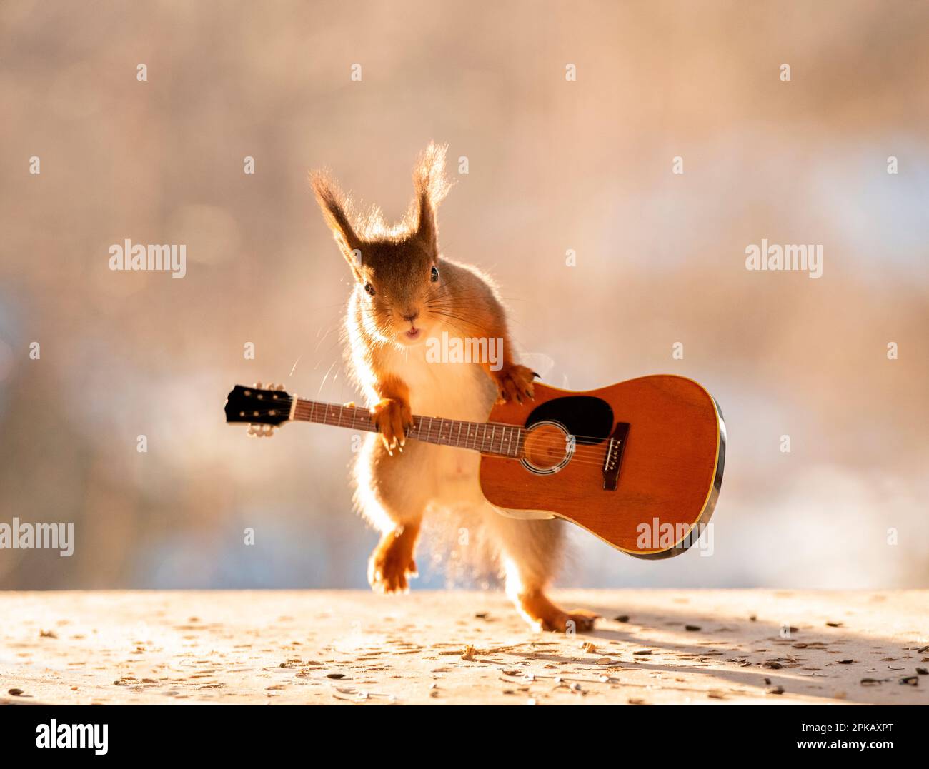 Rotes Eichhörnchen mit Gitarre Stockfoto