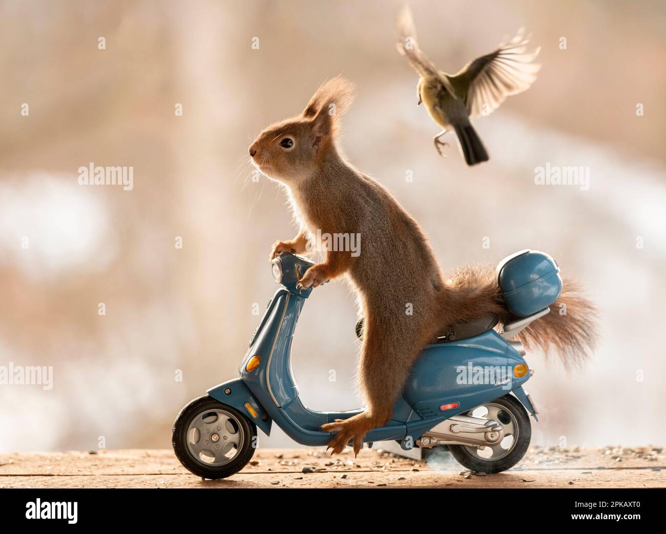 Rotes Eichhörnchen sitzt auf einer vespa Stockfoto
