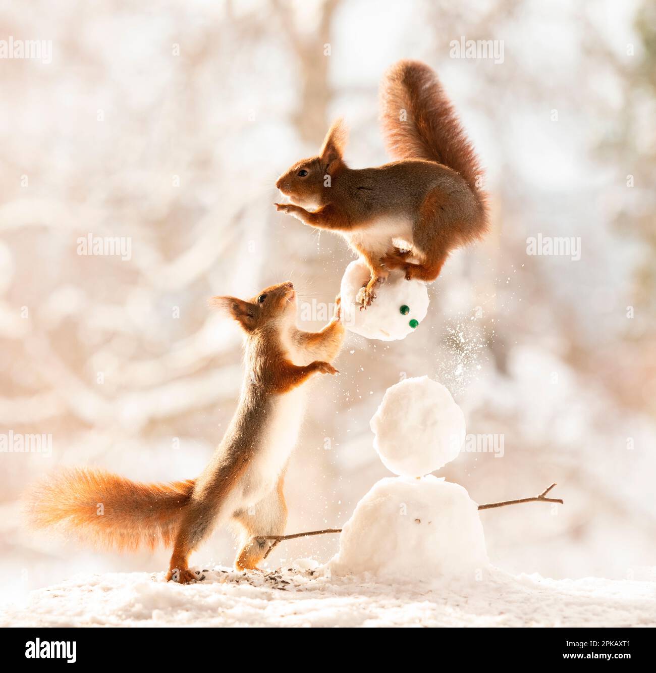 Rote Eichhörnchen mit einem Schneemann Stockfoto