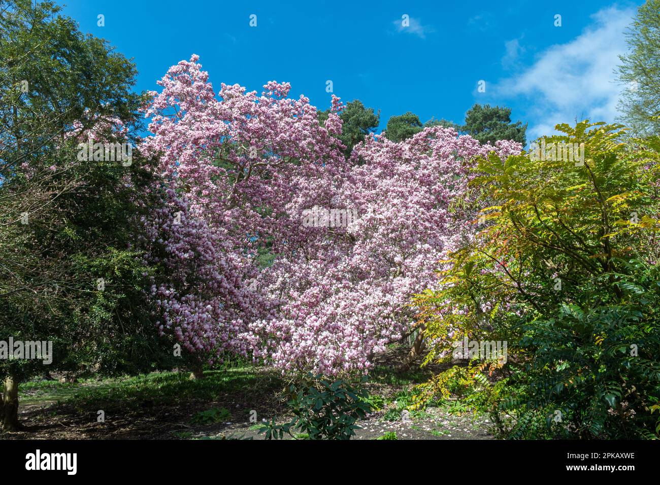 Blick auf die Valley Gardens im Frühling oder April mit blühenden Magnolienbäumen im Windsor Great Park, Surrey, England, Großbritannien Stockfoto