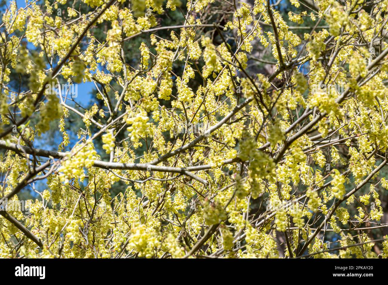 Pendelnde, duftende gelbe Blumen von Corylopsis glabrescens Straub, einer duftenden Winterhasel, die im Frühling blüht, Großbritannien Stockfoto