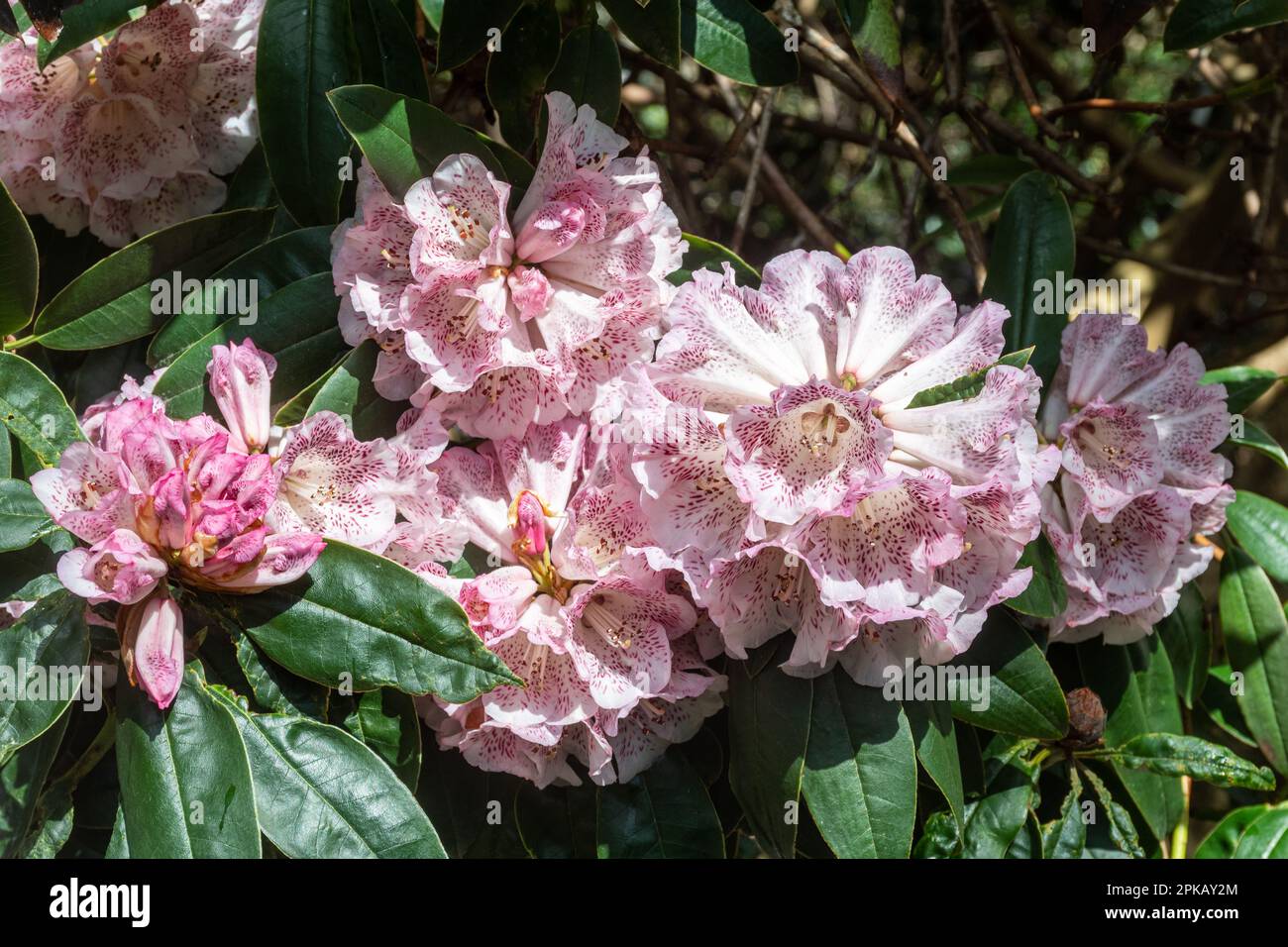 Markante Blüten oder Blüten von Rhododendron irroratum „Polka Dot“-Sträuchern, weiß und stark fleckig, dunkelviolett im Frühling, Großbritannien Stockfoto