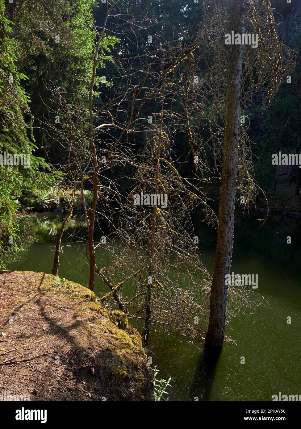 Der Silbersee im Rother Kuppe, Rhön Biosphärenreservat, Niederfrankreich, Franken, Bayern, Deutschland Stockfoto