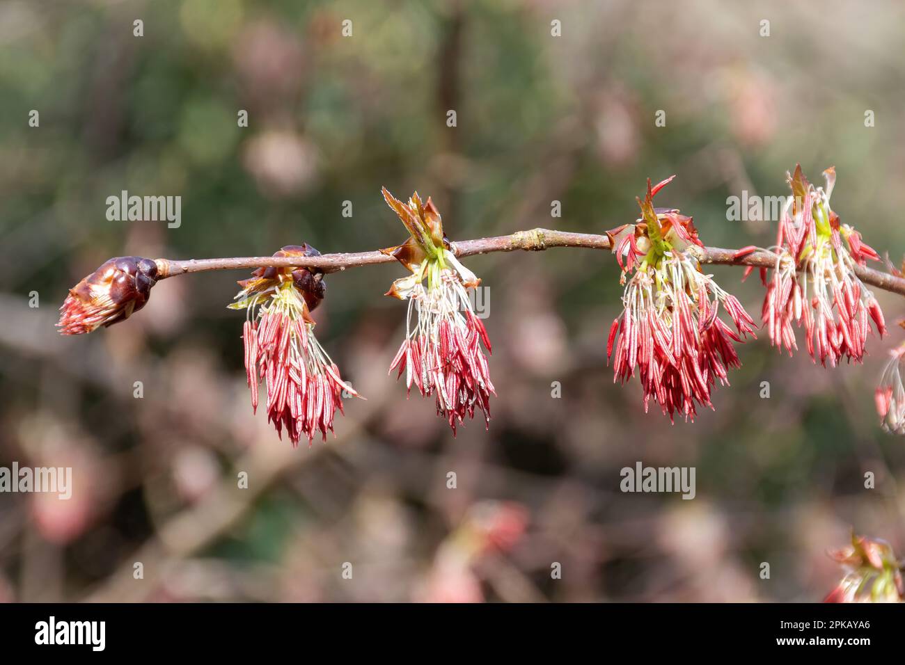 Ansammlungen kleiner roter Blüten von Euptelea pleiosperma im April oder Frühling, Vereinigtes Königreich Stockfoto