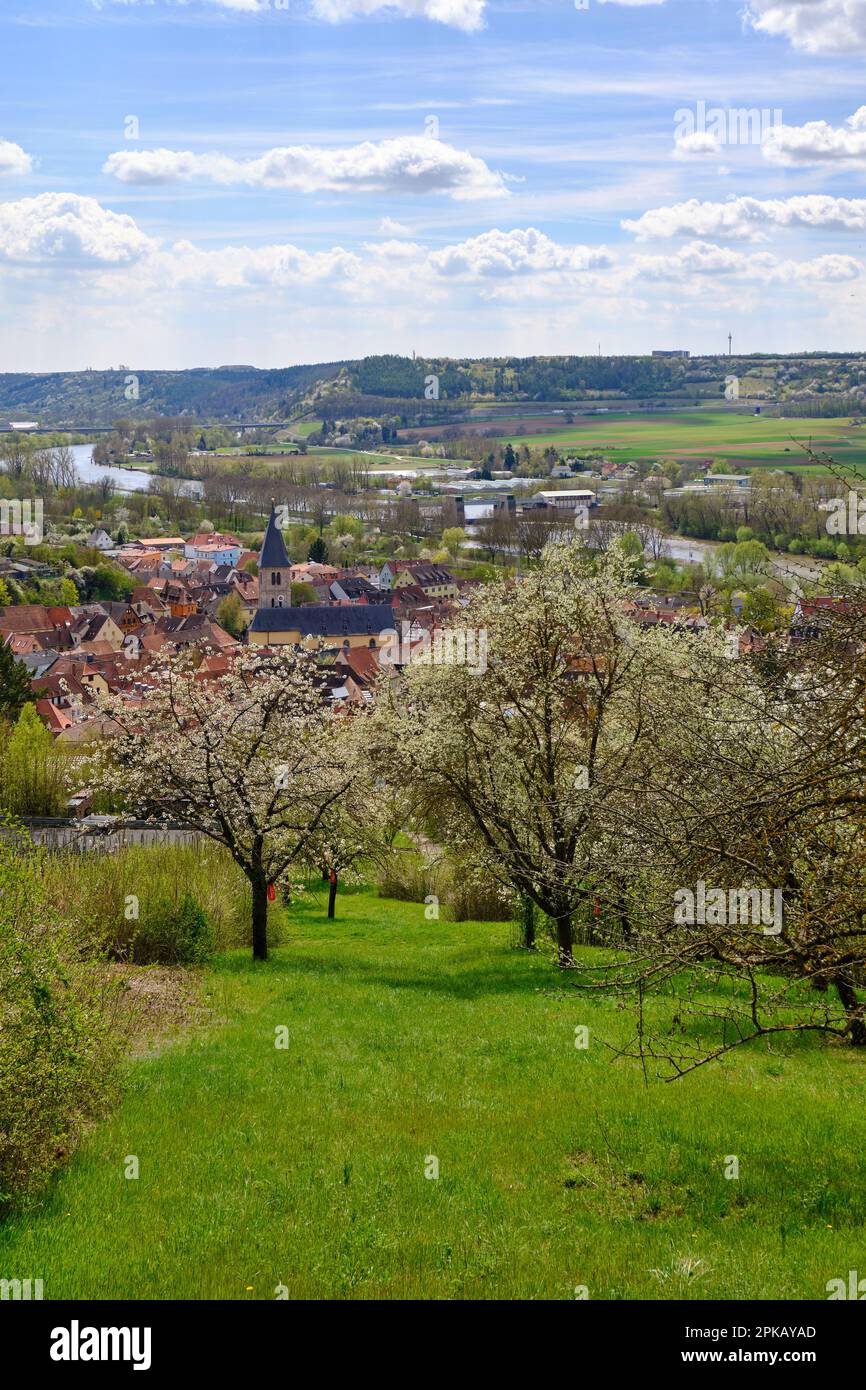 Blühender Wiesengarten im Frühling Stockfoto