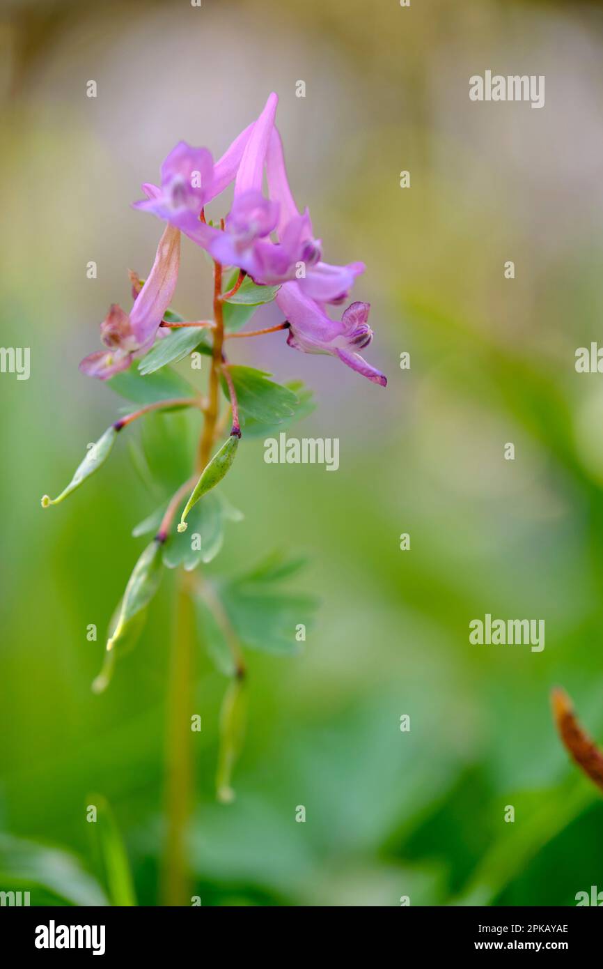 Hohllarkspur, Corydalis Cava, Hohllarkspur Stockfoto