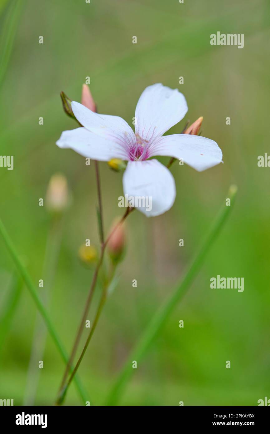 Flachs oder Leinsamen, Linum usitatissimum Stockfoto