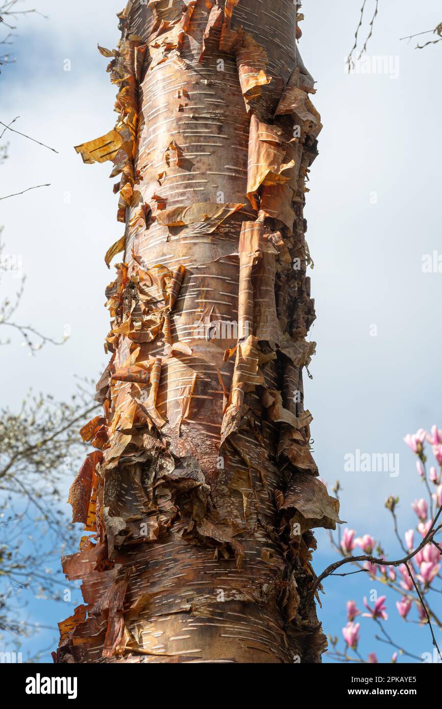 Abblätternde Rinde von Betula sp. Baum (Birke) Stockfoto