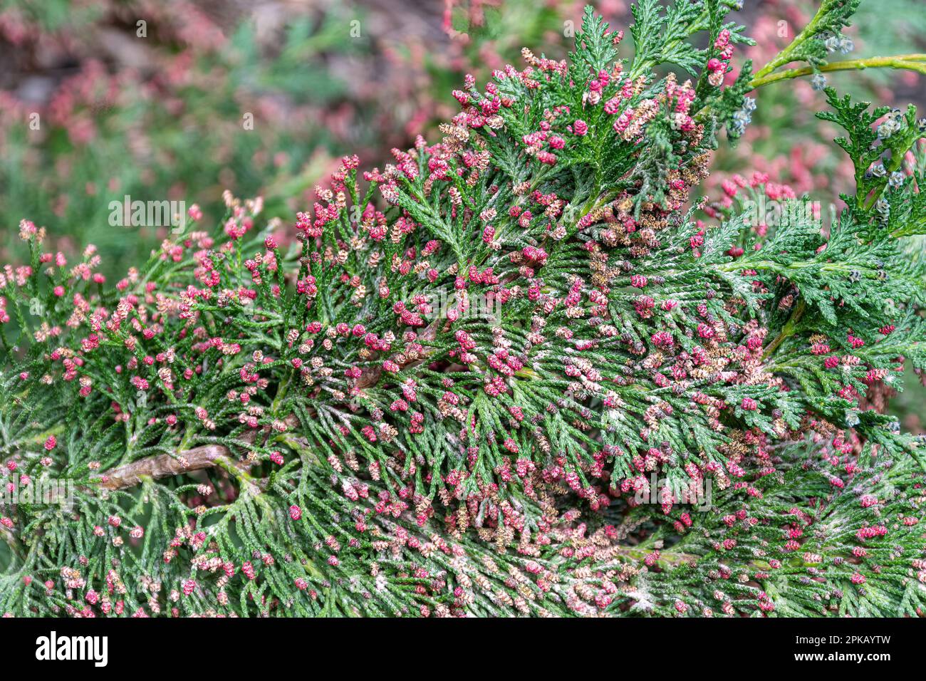 Rote männliche Zapfen auf Chamaecyparis lawsoniana „Little Spire“, auch als Lawsons Zypresse „Little Spire“ bezeichnet, einem immergrünen Nadelbaum, Großbritannien Stockfoto