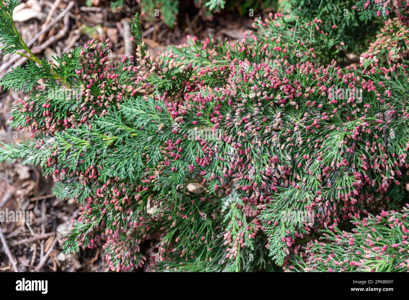 Rote männliche Zapfen auf Chamaecyparis lawsoniana „Little Spire“, auch als Lawsons Zypresse „Little Spire“ bezeichnet, einem immergrünen Nadelbaum, Großbritannien Stockfoto