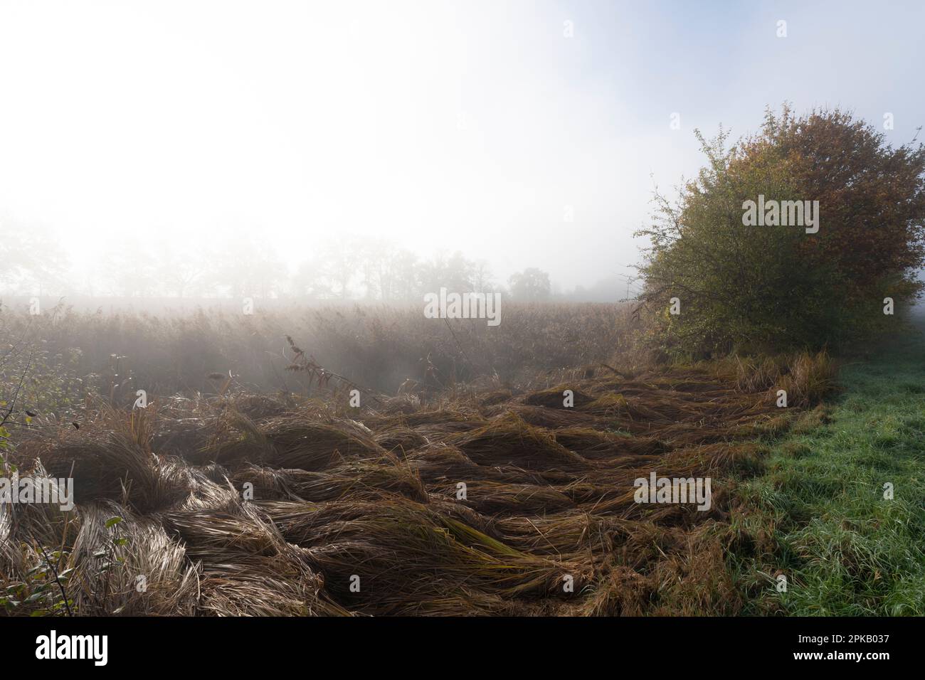 Sonnenaufgang im Nebel über dem Naturschutzgebiet Altmain bei Grafenrheinfeld, Kreis Schweinfurt, Niederfrankien, Bayern, Deutschland Stockfoto