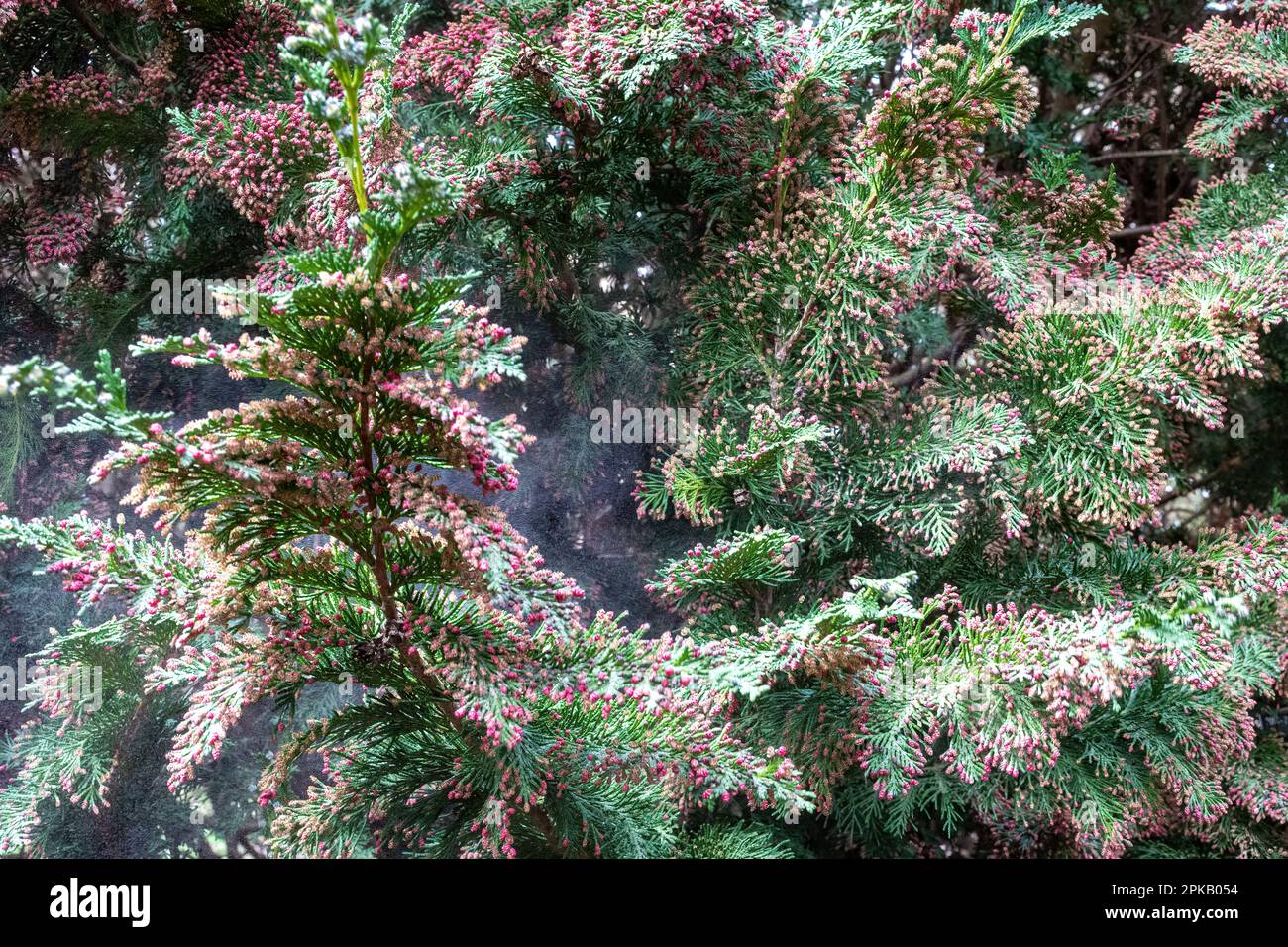 Pollenwolke aus kleinen roten männlichen Zapfen auf dem Chamaecyparis lawsoniana "Little Spire" Nadelbaum, Windbestäubung Stockfoto