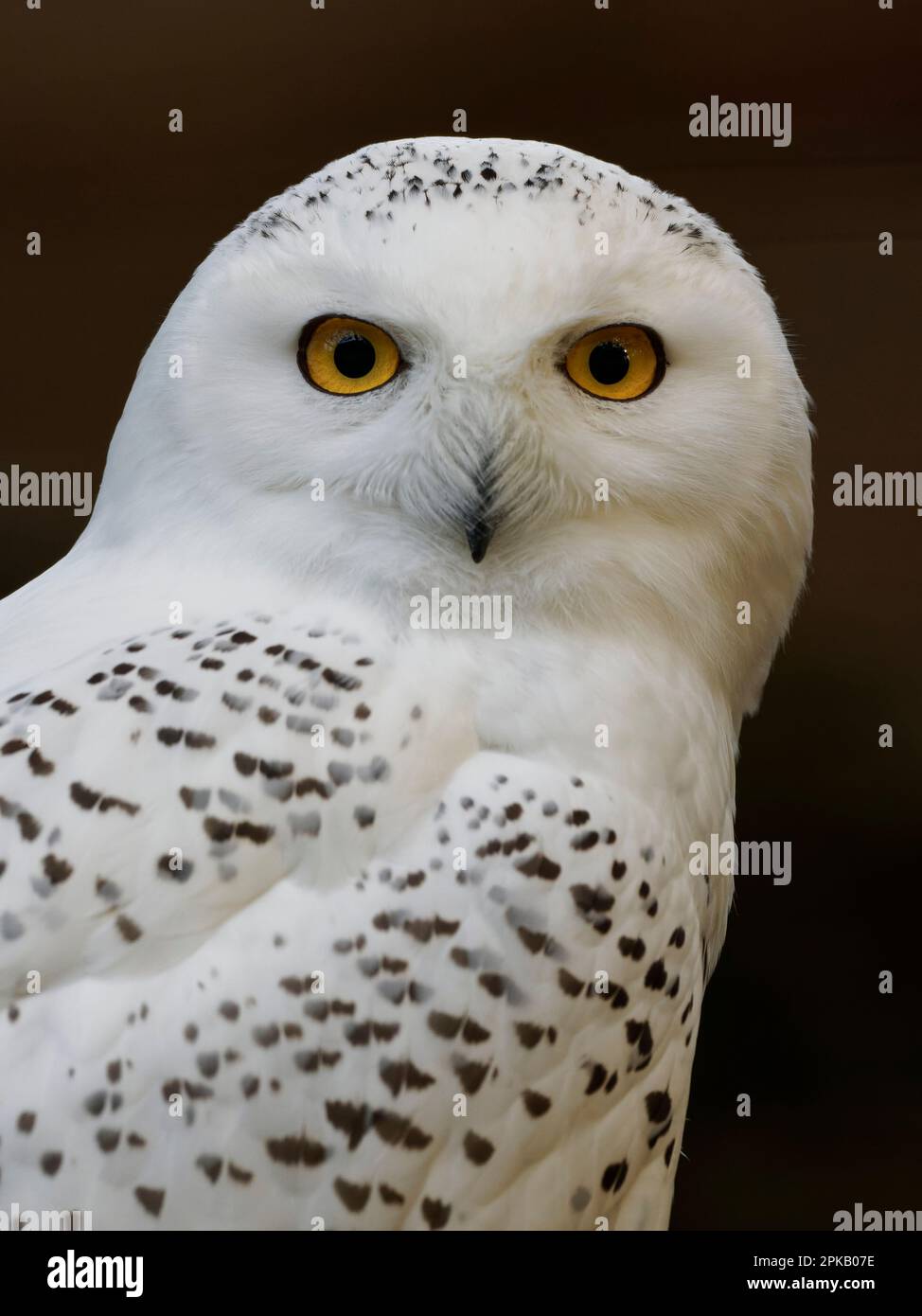 Snowy Owl, Bubo scandiacus Stockfoto