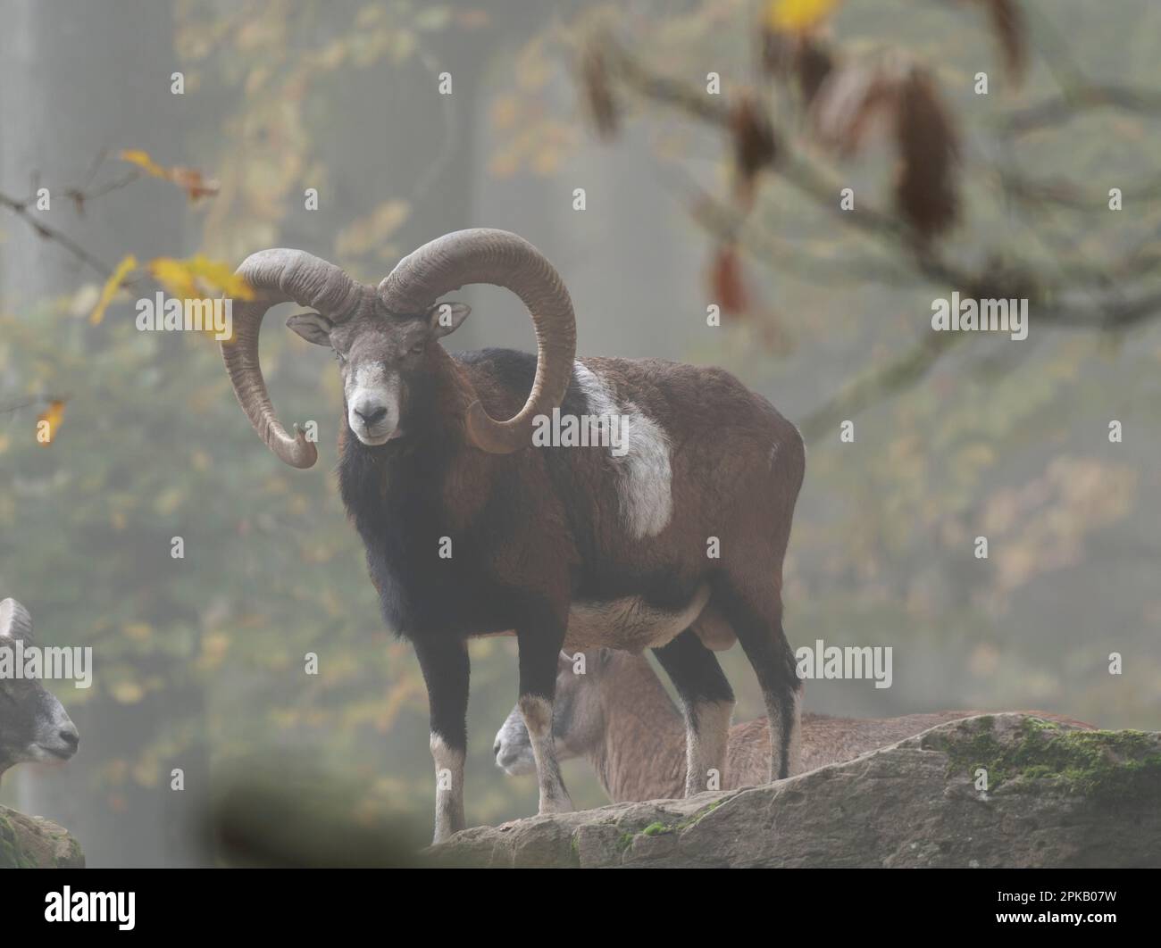 Europäischer Mouflon-Ramm, Ovis gmelini Musimon Stockfoto