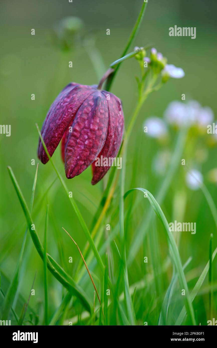 Fritillary, auch karierte Narzissen, Fritillaria meleagris. Stockfoto