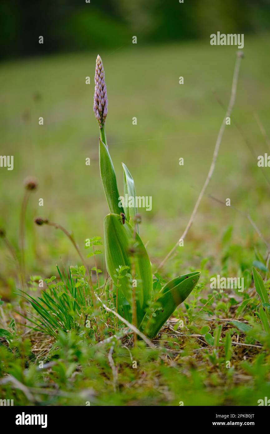 Militärische Orchidee, Orchis militaris Stockfoto