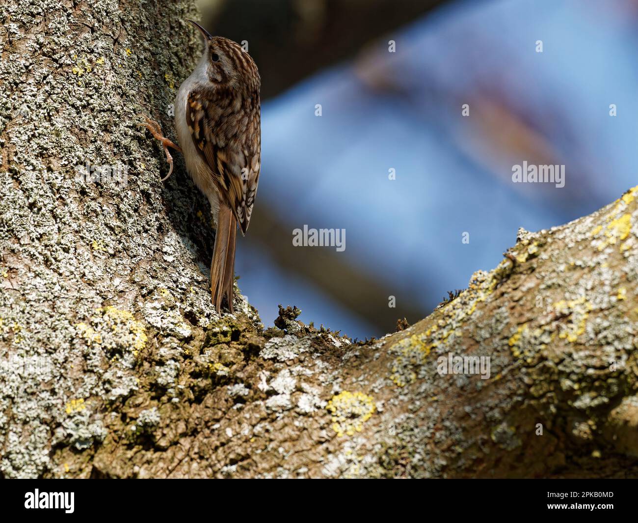 Baumkäfer, Certhia familiaris, Baumkäfer Stockfoto