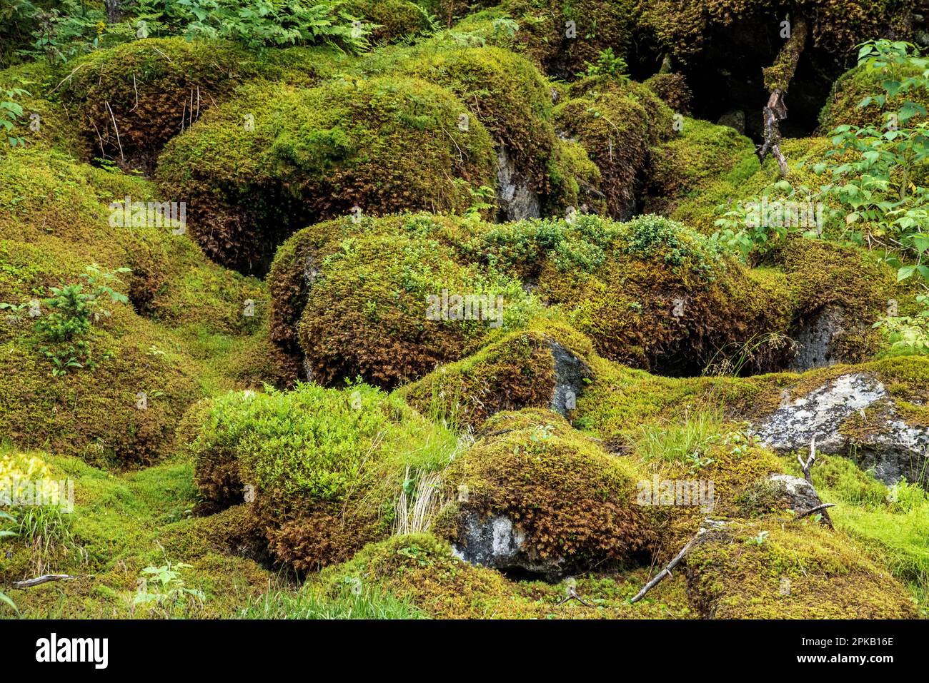 Mit grünem Moos bewachsene Steine, Nationalpark hohe Tauern, Österreich Stockfoto
