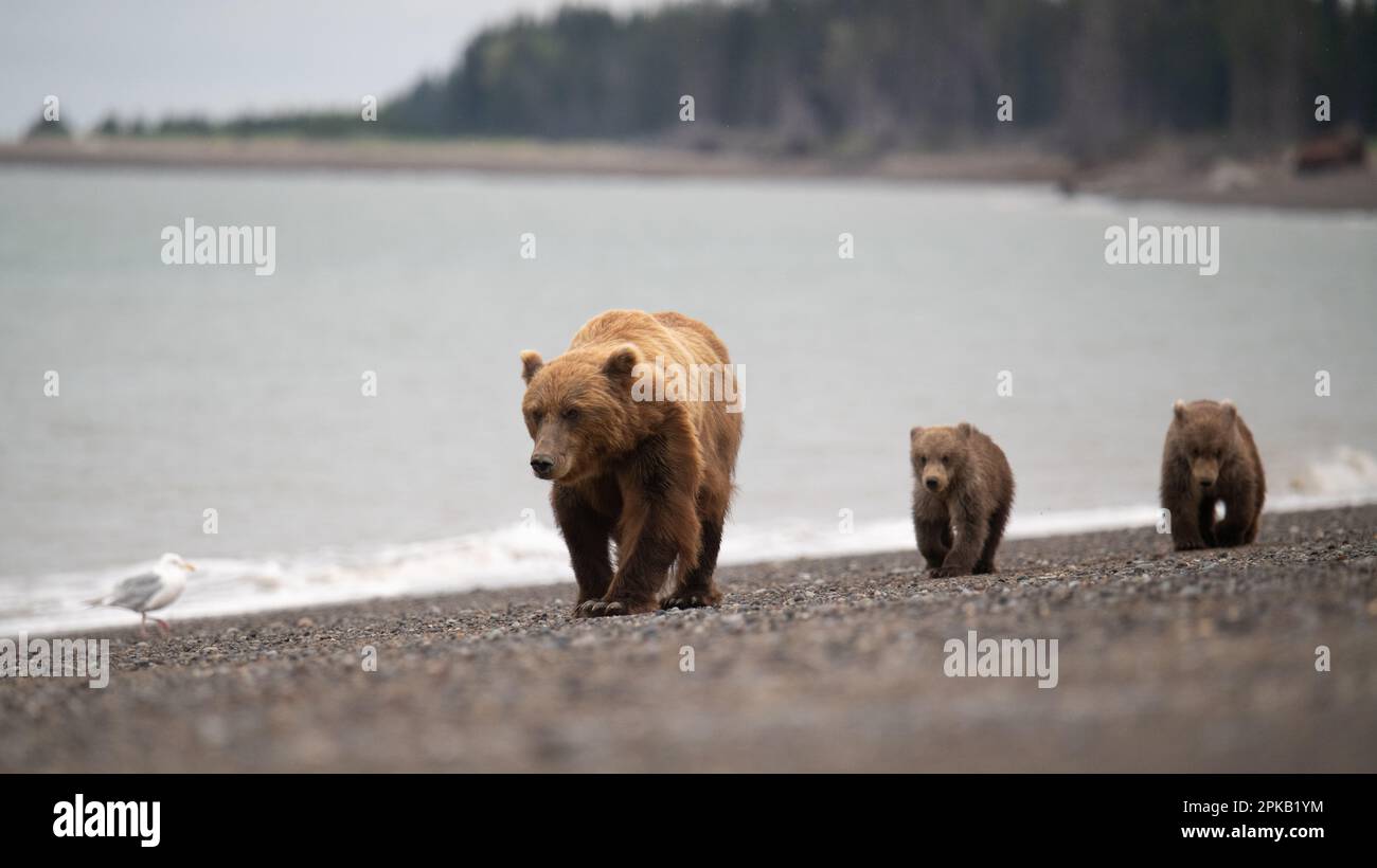 Süße, bezaubernde braune Bärenjungen folgen ihrer wunderschönen Mutter in einer Reihe entlang des Ozeans in der Wildnis Alaskas. Stockfoto