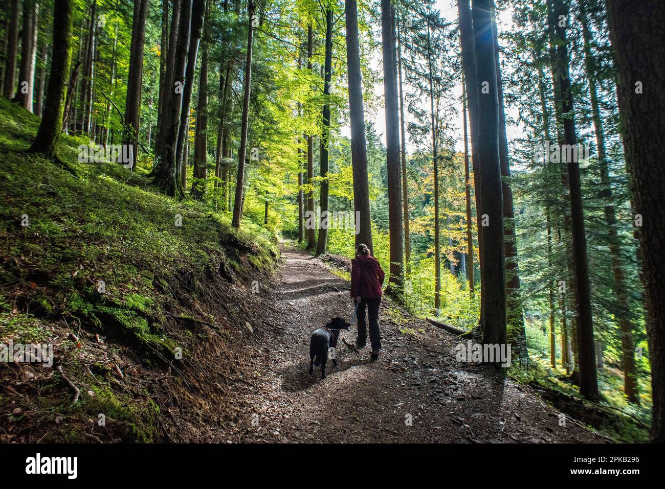 Wandern mit Hund im Wald am Schliersee in Bayern Stockfoto