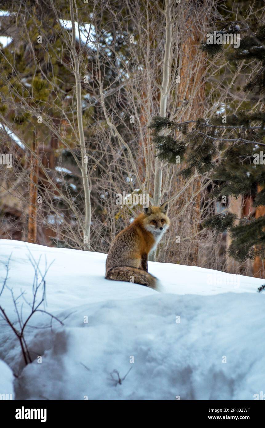 Lonely Fox wurde in Keystone Colorado erschossen Stockfoto