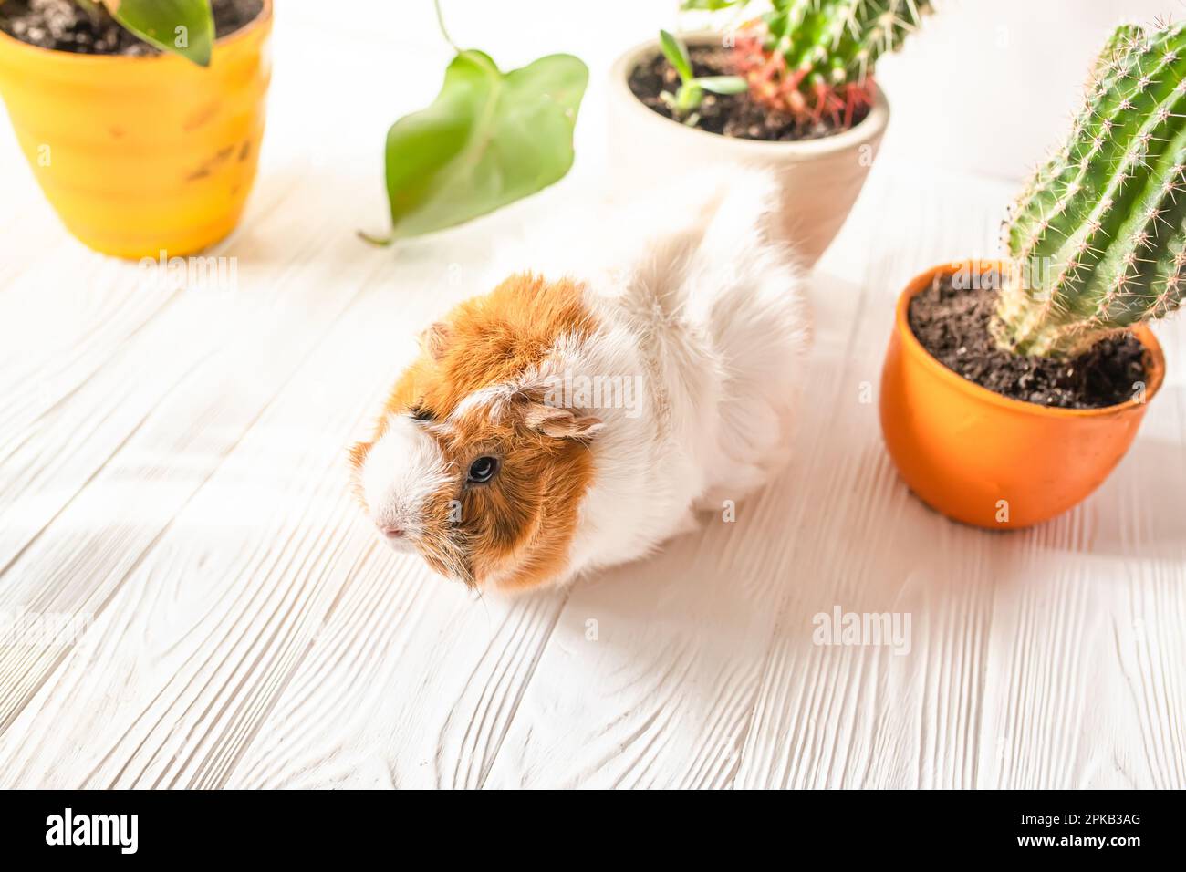 Kakteen auf dem Tisch. Meerschweinchen auf einem weißen Tisch in der Sonne zu Hause an einem sonnigen Tag Stockfoto