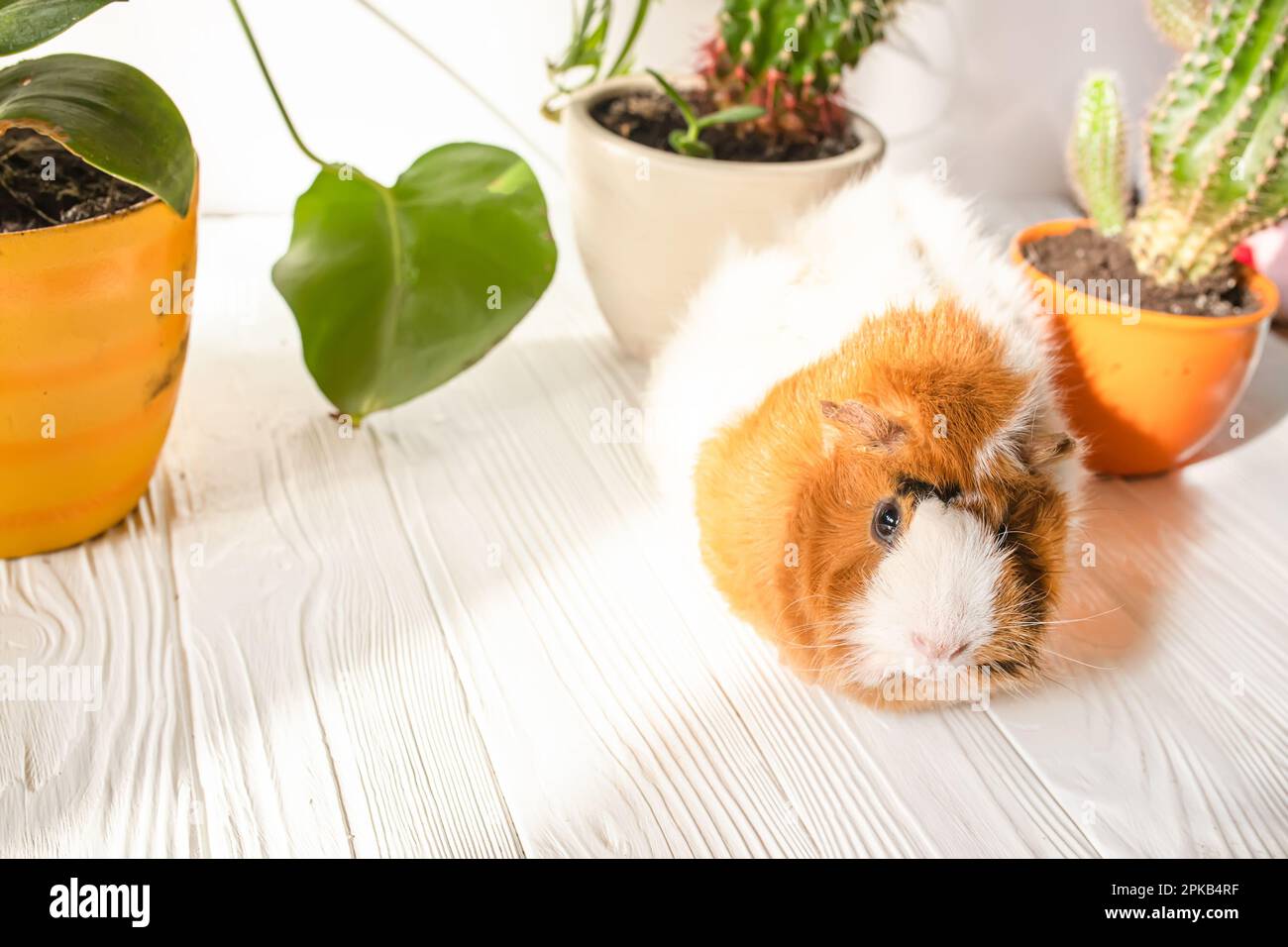 Kakteen auf dem Tisch. Meerschweinchen auf einem weißen Tisch in der Sonne zu Hause an einem sonnigen Tag Stockfoto