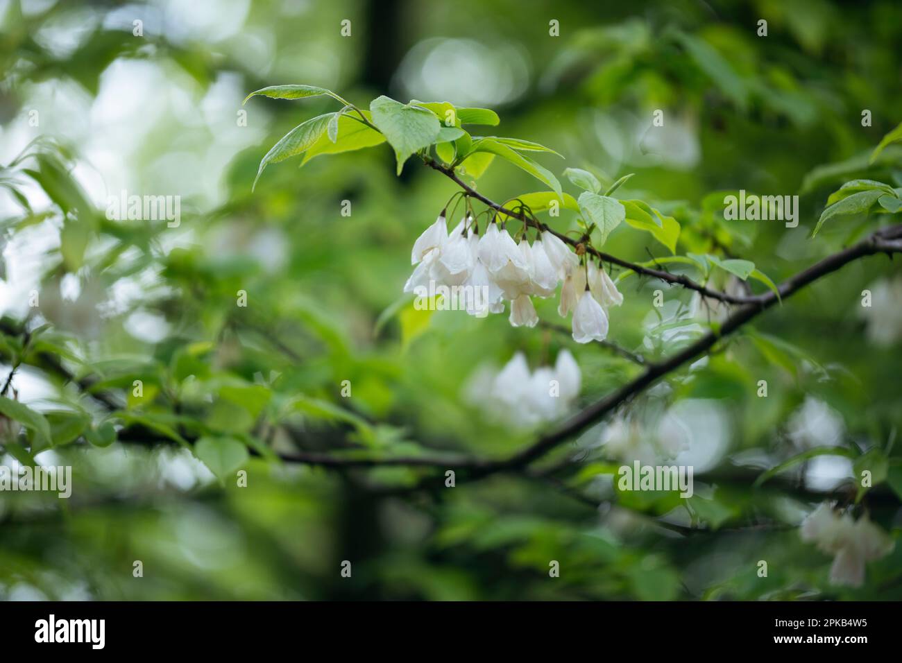 Schneesturmbaum Stockfoto