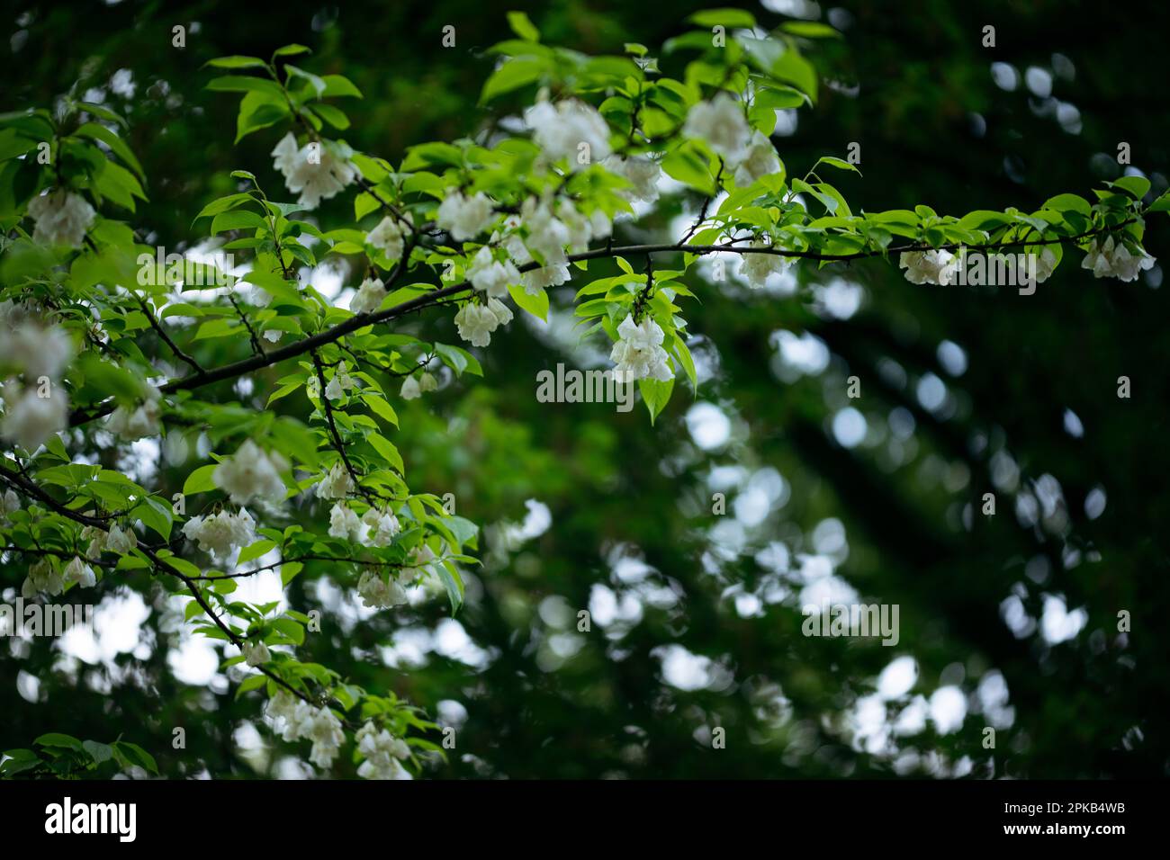 Schneesturmbaum Stockfoto