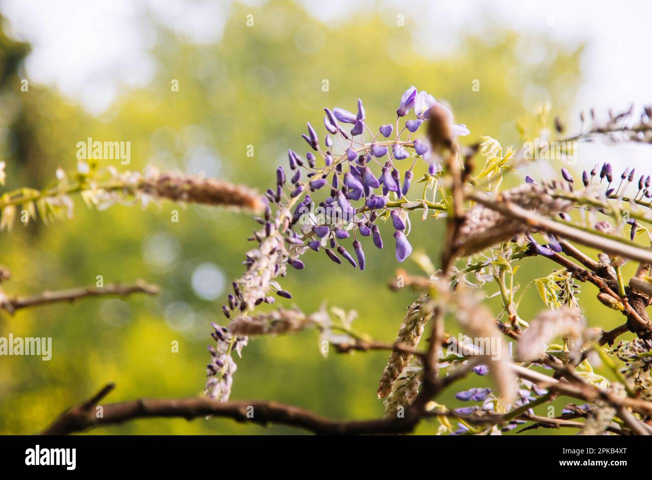 Blauer Regen Stockfoto