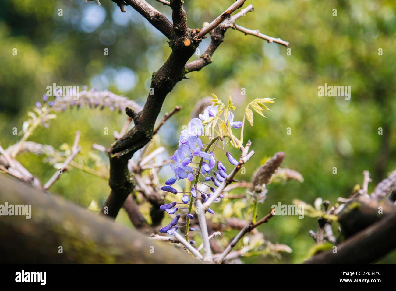 Blauer Regen Stockfoto