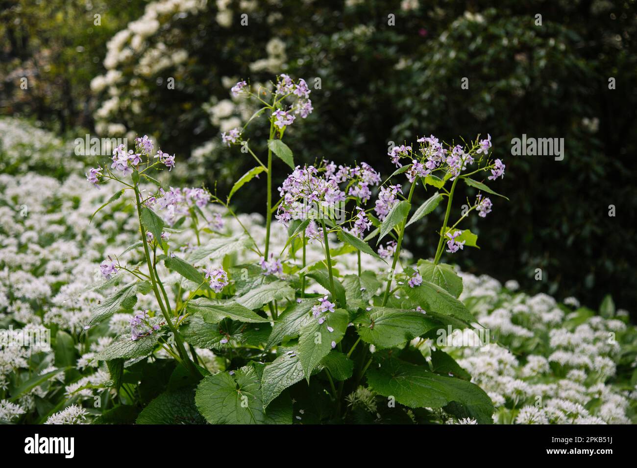 Wilder Knoblauch im botanischen Garten in Bielefeld Stockfoto