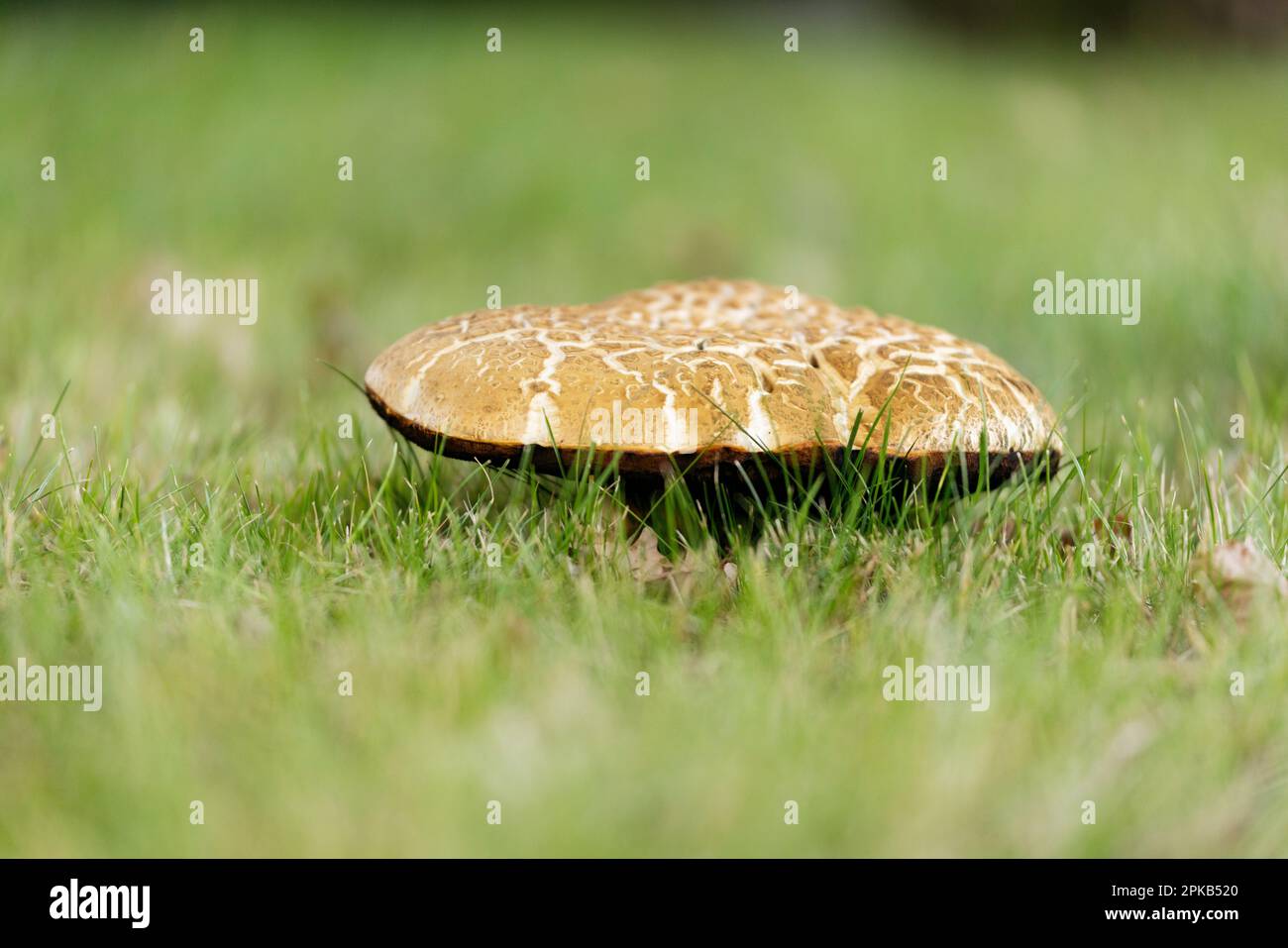 Pilze während der Dürre im Juli Stockfoto