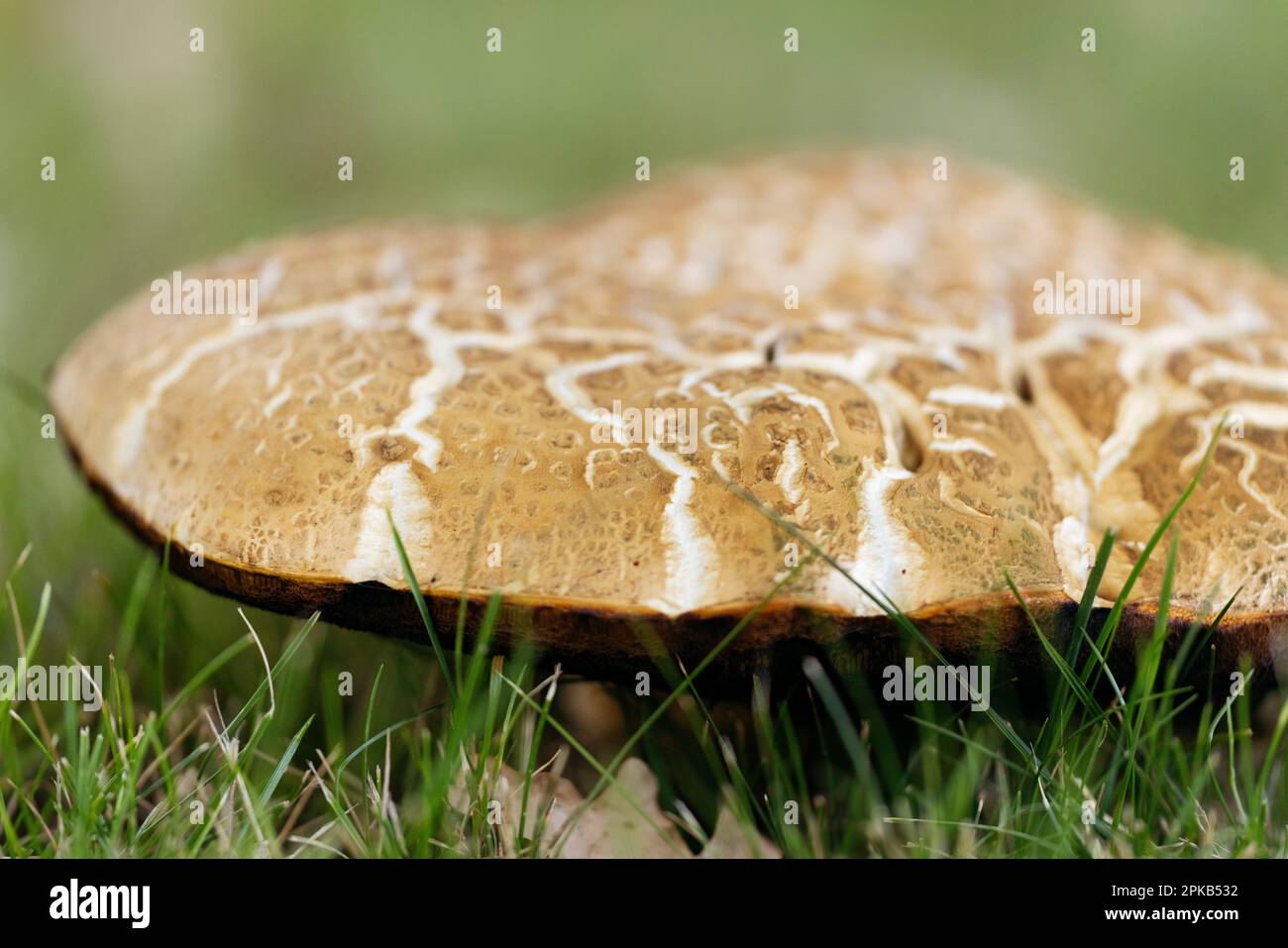 Pilze während der Dürre im Juli Stockfoto