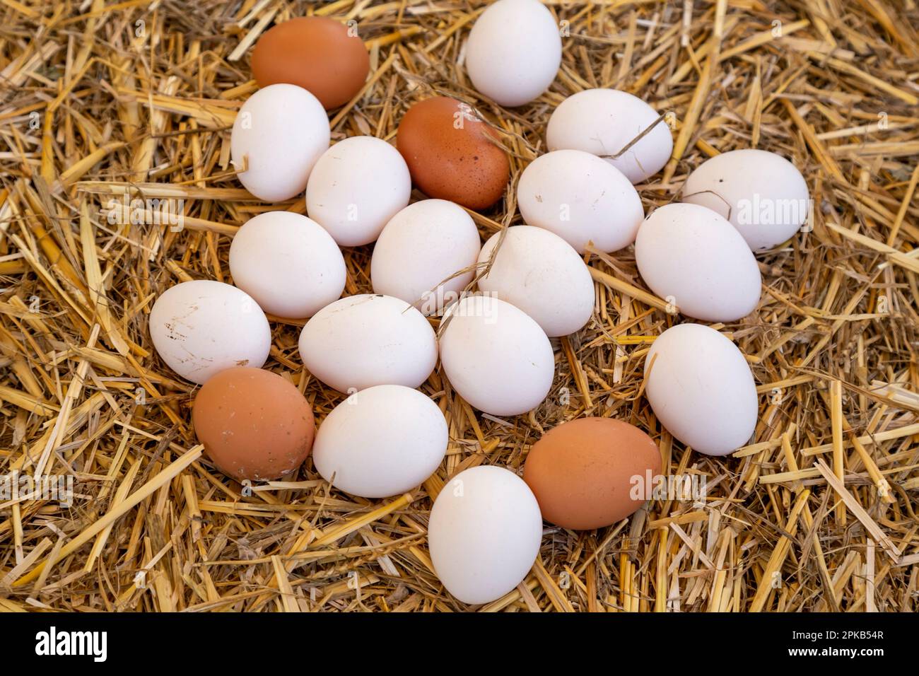 Frische Eier aus biologischem Anbau auf Stroh auf dem Bauernmarkt, Nikiti, Sithonia, Griechenland. Selektiver Fokus. Stockfoto