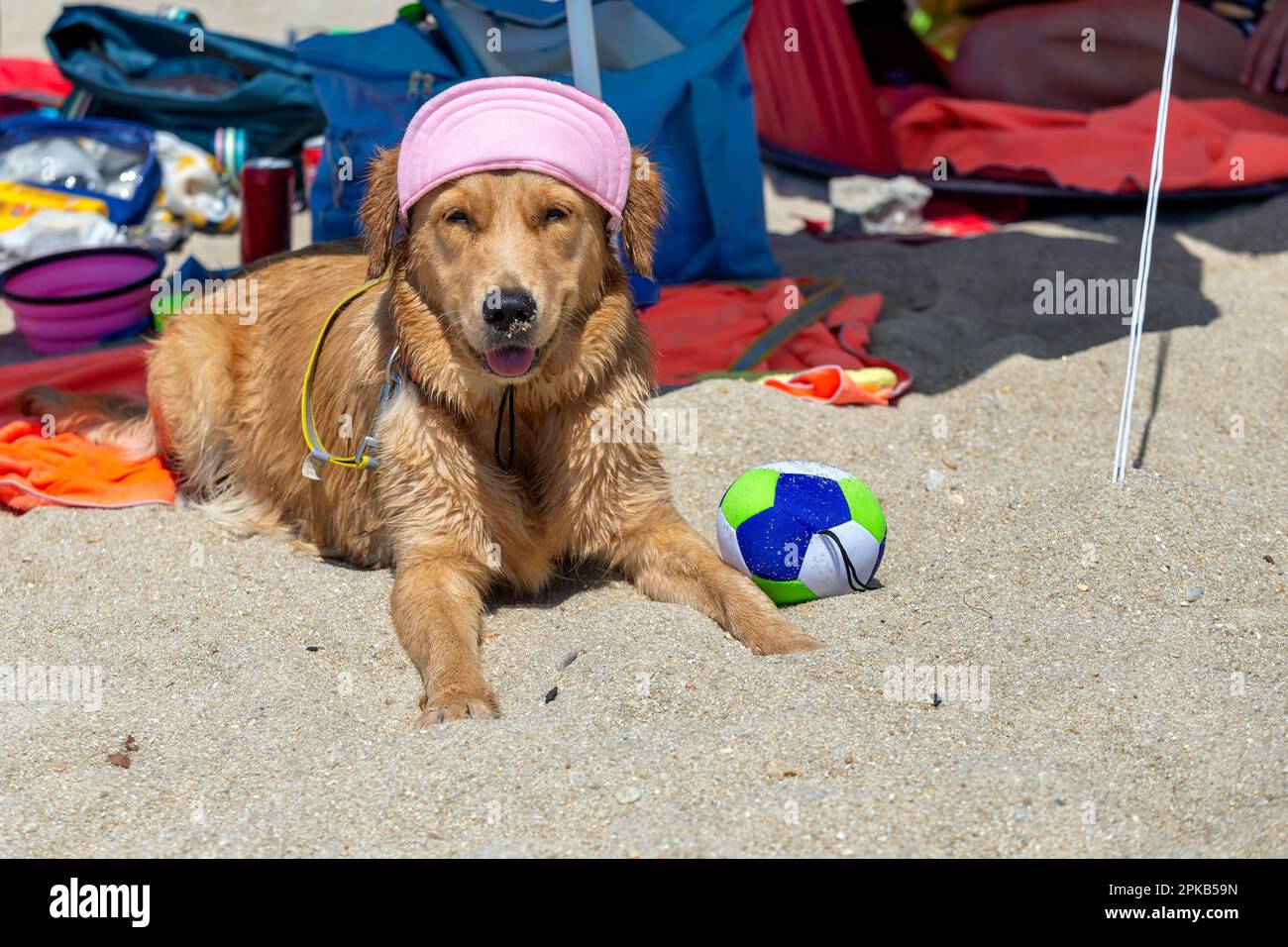 Hund trägt Sonnenschutzkappe am Strand in den Sommerferien. Konzept für Sommerabenteuer und Feiertage. Stockfoto