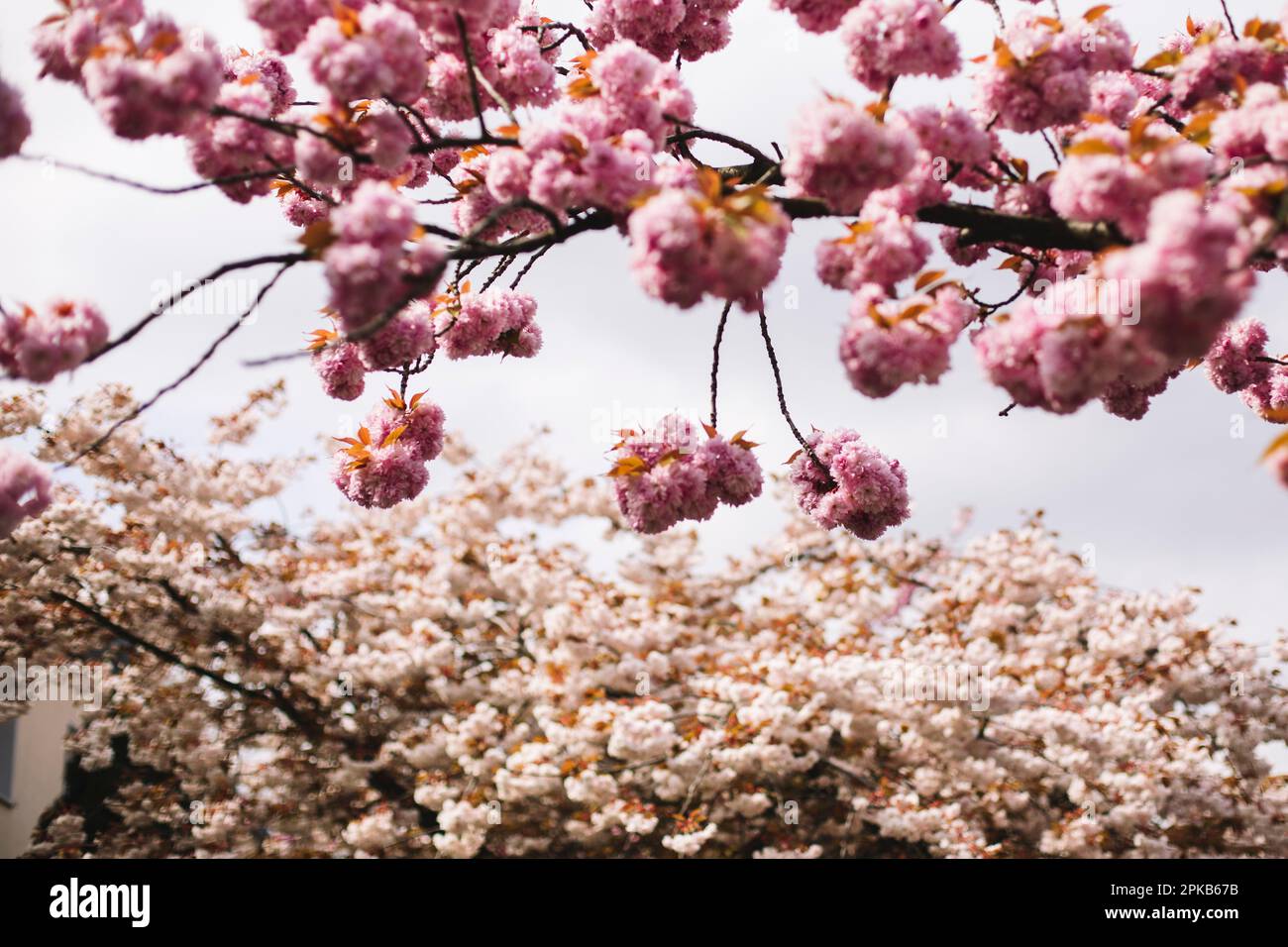 Cherry Blossom Stockfoto