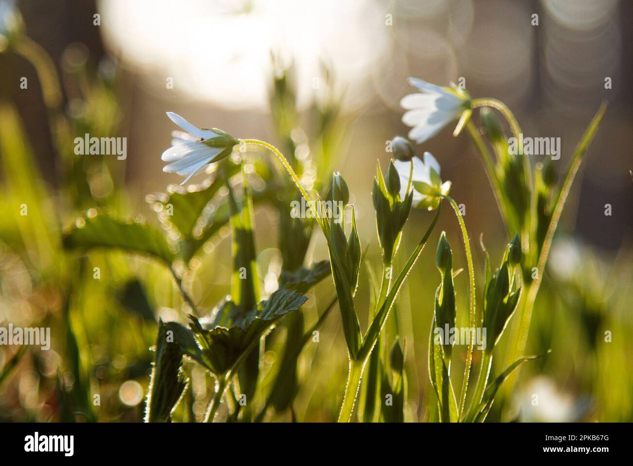 Grove-Nähkraut wird auch Waldnähkraut genannt Stockfoto