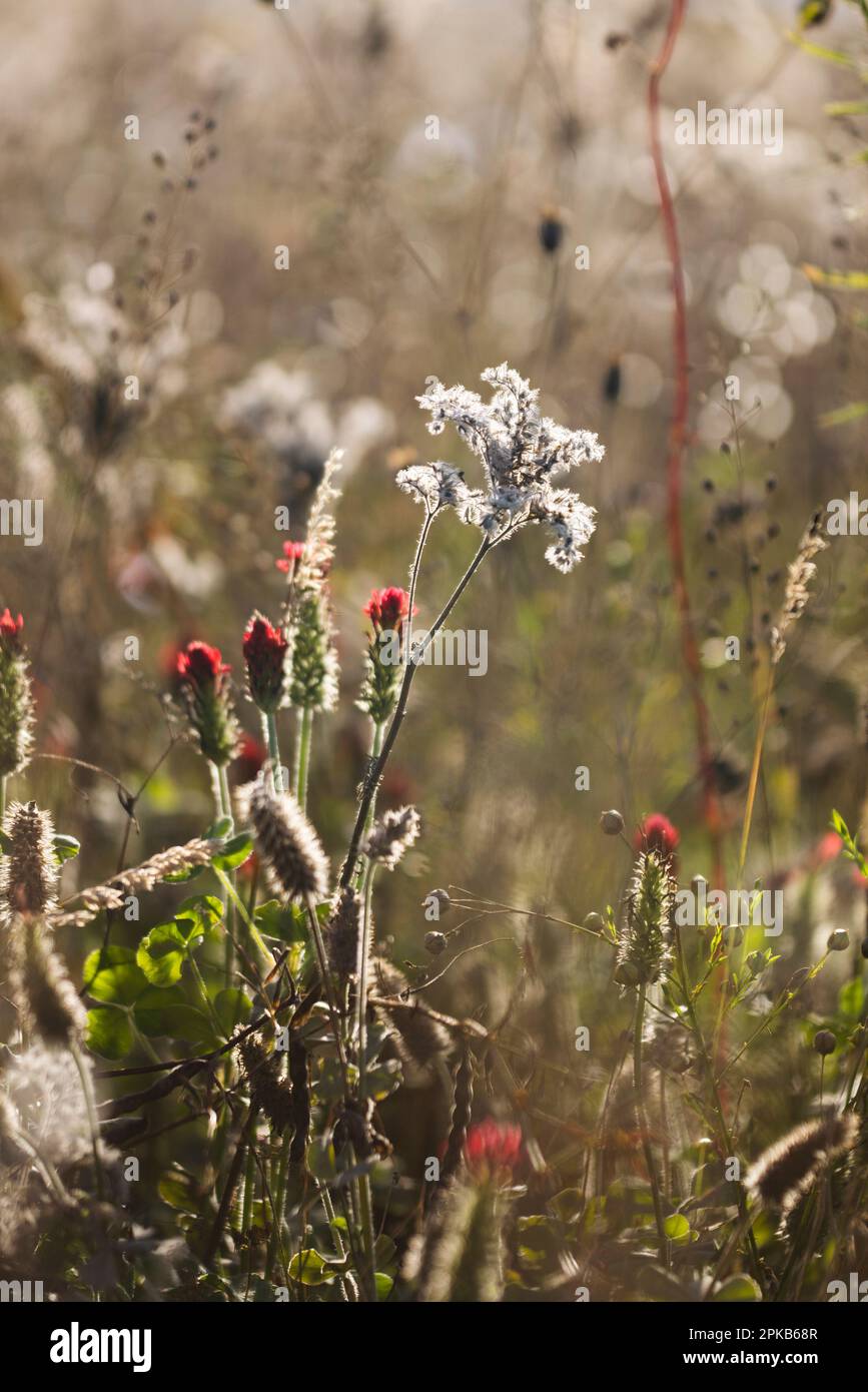 Sommerwiesen mit Wildblumen im Herbst Stockfoto